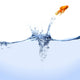 Jumping Goldfish Wall Mural