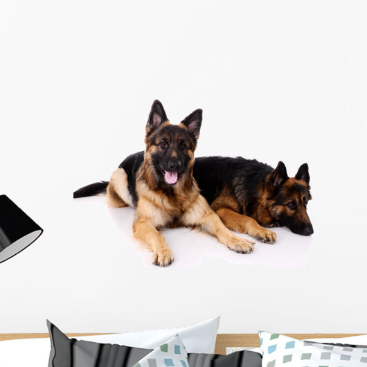 Two german shepherds on a white background. Wall Decal