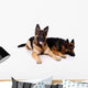 Two german shepherds on a white background. Wall Decal