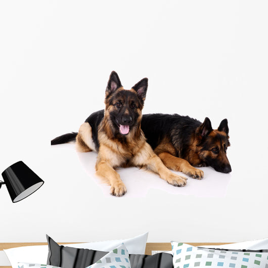 Two german shepherds on a white background. Wall Decal