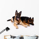 Two german shepherds on a white background. Wall Decal