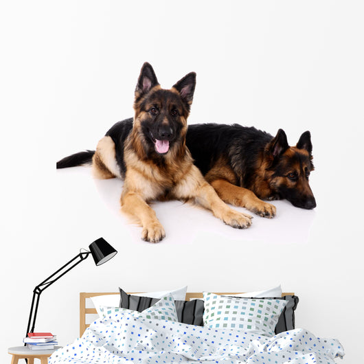 Two german shepherds on a white background. Wall Decal