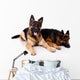 Two german shepherds on a white background. Wall Decal