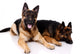 Two german shepherds on a white background. Wall Decal