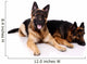 Two german shepherds on a white background. Wall Decal