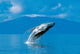 Humpback Whale Breaching Wall Decal