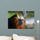 Lion Tamarin Wall Mural
