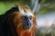 Lion Tamarin Wall Mural