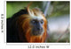 Lion Tamarin Wall Mural
