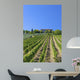 Tuscan Vineyard With a Tuscan Villa Wall Mural