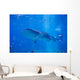 Whale Shark Swimming Wall Decal