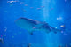 Whale Shark Swimming Wall Decal