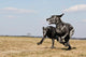 2 Great Danes Running Wall Mural