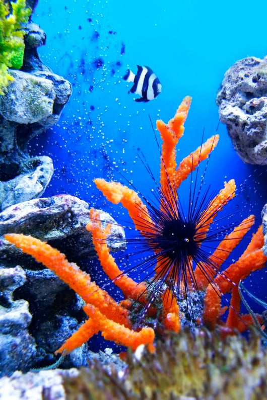Underwater Life Wall Mural