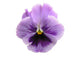 Lavender Pansy Wall Mural