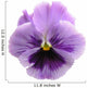 Lavender Pansy Wall Mural