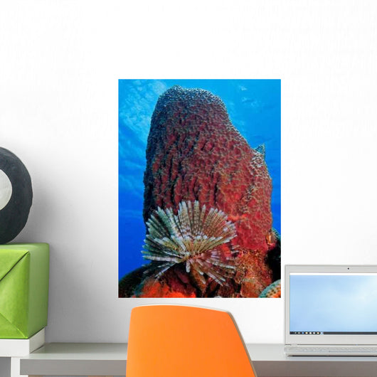 Barrel Sponge Wall Decal