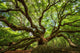 Under Canopy Angel Oak Wall Decal
