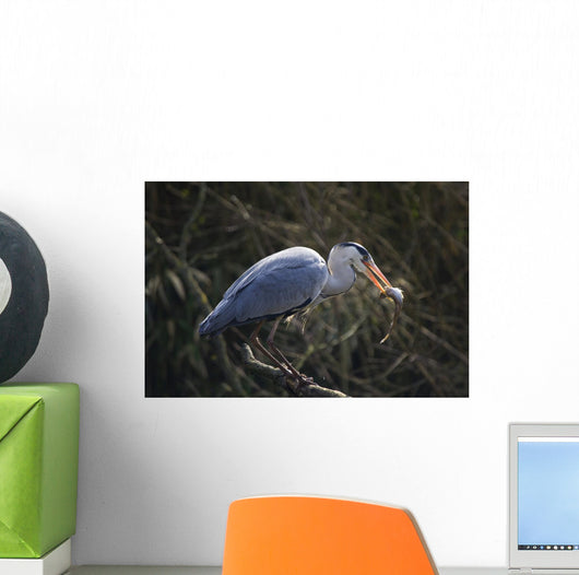 Graureiher Ardea Cinerea Wall Mural
