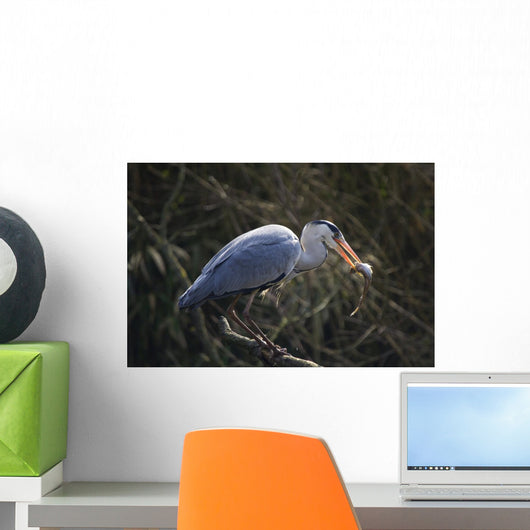 Graureiher Ardea Cinerea Wall Mural