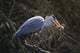 Graureiher Ardea Cinerea Wall Mural