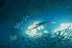 Shark and Small Fishes Wall Decal