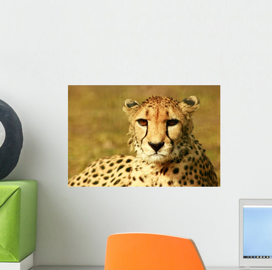 Animal Wall Mural
