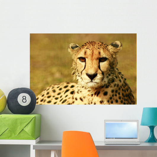 Animal Wall Mural