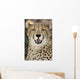 Cheetah Portrait Wall Mural