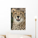 Cheetah Portrait Wall Mural