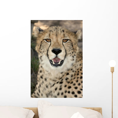 Cheetah Portrait Wall Mural shown on a wall