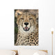 Cheetah Portrait Wall Mural