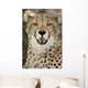 Cheetah Portrait Wall Mural