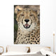 Cheetah Portrait Wall Mural