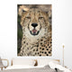 Cheetah Portrait Wall Mural