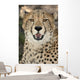 Cheetah Portrait Wall Mural