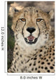 Cheetah Portrait Wall Mural