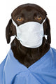Chocolate Labrador Surgeon Wall Decal