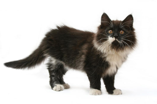 cat Wall Decal