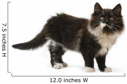 cat Wall Decal