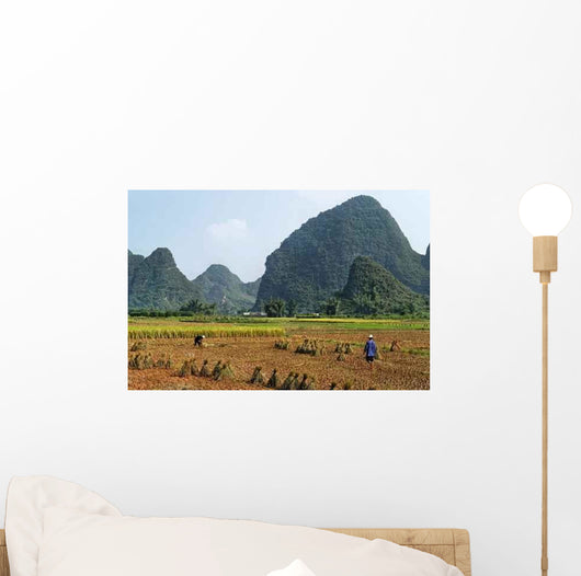 Rice Cultivation Wall Decal