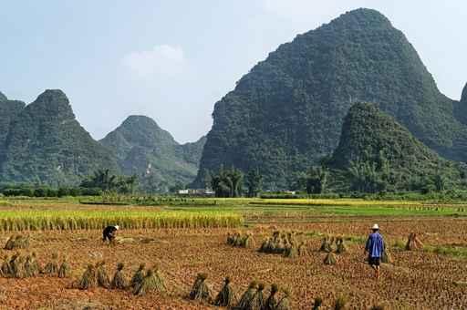 Rice Cultivation Wall Decal
