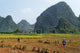 Rice Cultivation Wall Decal