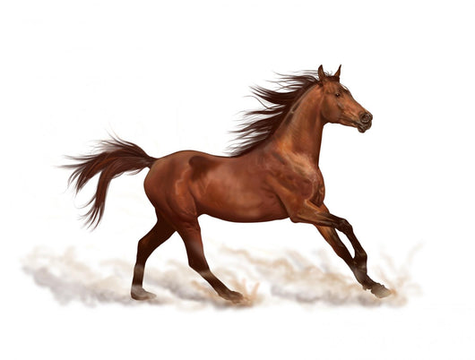 Horse Decals - Brown Stallion Running Wall Decal