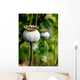 Pod of poppy seeds Wall Mural