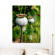 Pod of poppy seeds Wall Mural