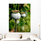 Pod of poppy seeds Wall Mural