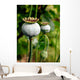 Pod of poppy seeds Wall Mural