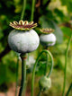 Pod of poppy seeds Wall Mural