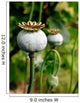 Pod of poppy seeds Wall Mural
